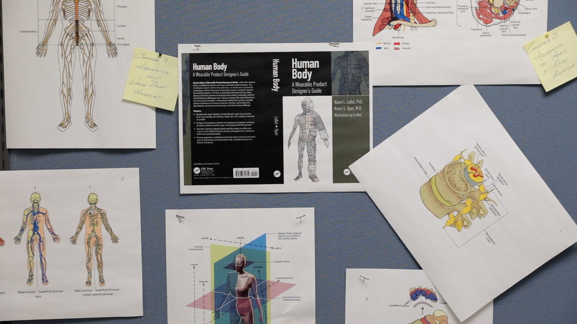 Bulletin board covered in papers with anatomical graphics and research notes
